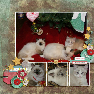 2010 Christmas Kittens