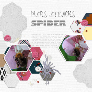 2107_crab Spider