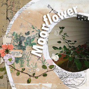 Moon Flower