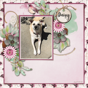 Fdd_daisy