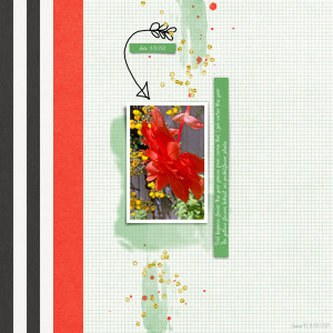 Prd_begonia