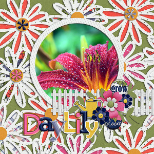 daylily