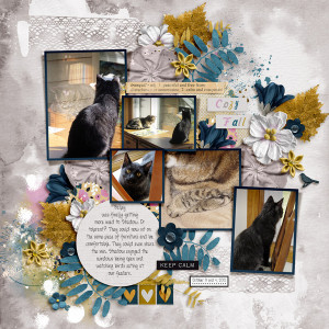 20121003 cozy cats