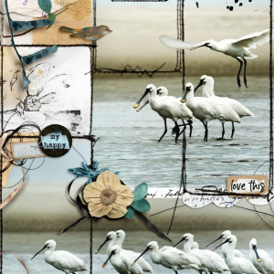 Birds