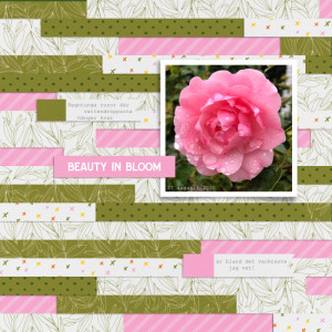 Beauty in bloom