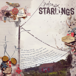 september starlings