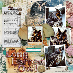Long Earred Owl