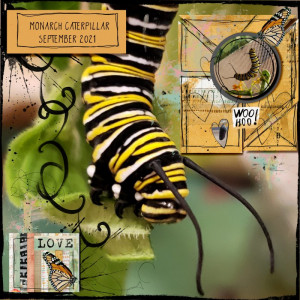 Little Butterfly Wings Template Challenge Monarch 2021