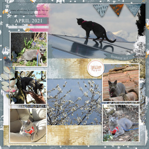 2104_cat Adventures