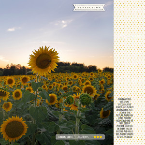 Field Of Bees