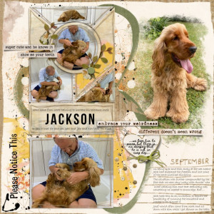 Jackson-dog
