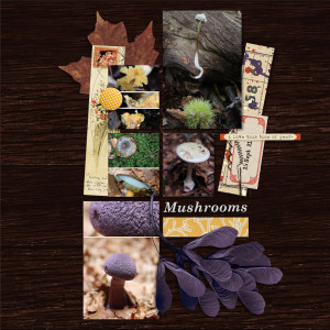 210925_mushroom2