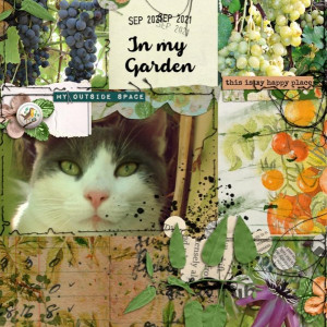 In my Garden