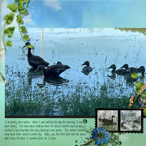 Duck Family
