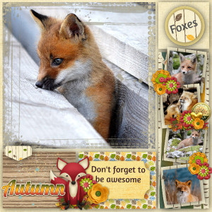 Autumn Foxes