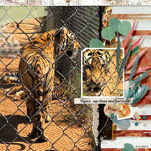 2021-Tigers---Out-of-Africa
