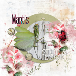 211007_mantis
