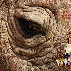 2021-Rhino-right