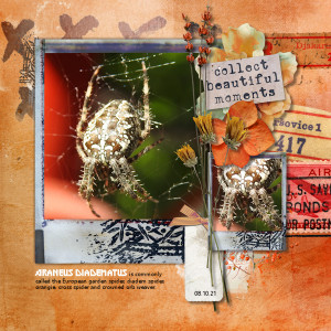 211008_spider