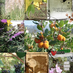 October in my Garden