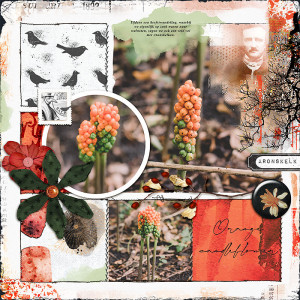 Orange candleflower