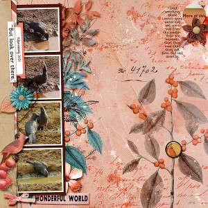 Grey common Loerie