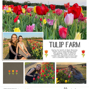 Tulip Farm