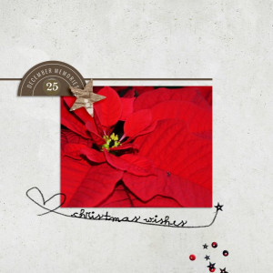Poinsettia