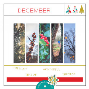 December Sights & Sounds