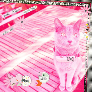 211109_cat Pawfect