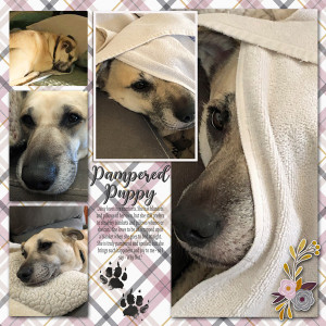 Sahlinstudio_pamperedpuppy