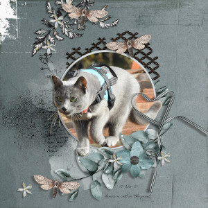 211110_cat Roof