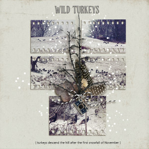 Wild Turkeys