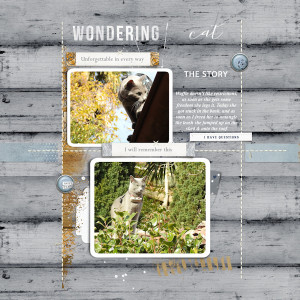 211110_wodering Cat