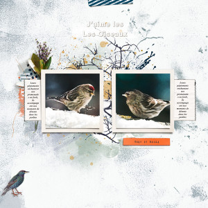 Birds