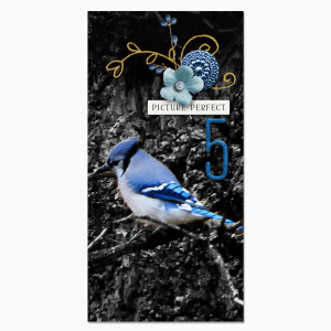 005_Blue-Jay_web