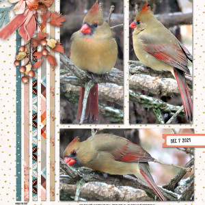 2021-12_December-2021_Speed-Scrap_1207_web