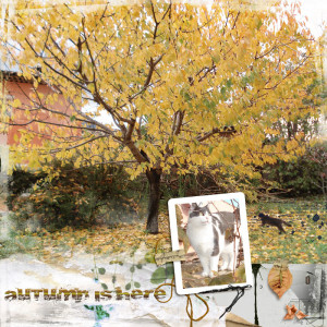 Autumn is here