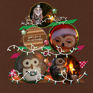 211210_owls