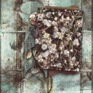 ItsOkayToPhotographWeeds