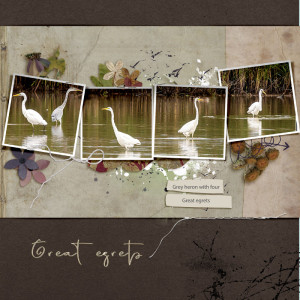 Egrets