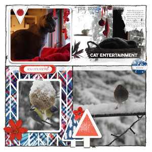 211208_cat Birds
