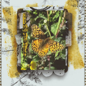 ButterfliesInDecember