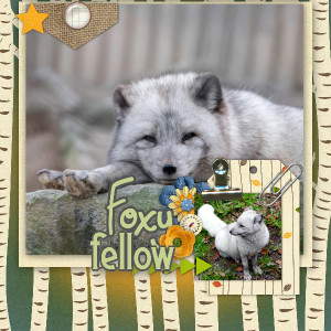 Foxy Fellow