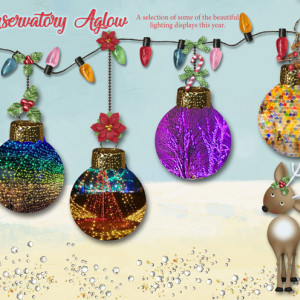January-3---Dangles---Conservatory-Aglow
