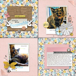 Day 6 - Purrsonality Maisie