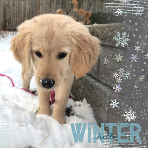 MOC10 Day4 Hello Winter