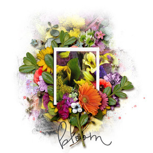 Bloom