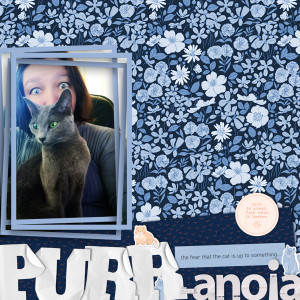 211112_purr Cat