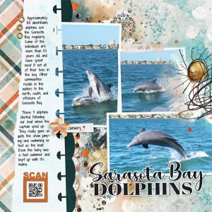 Dolphins in Sarasota Bay